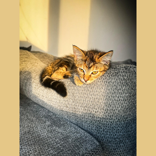 Photo of Tiger 🐯
