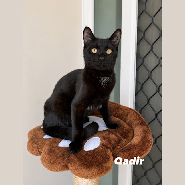 Photo of Qadir