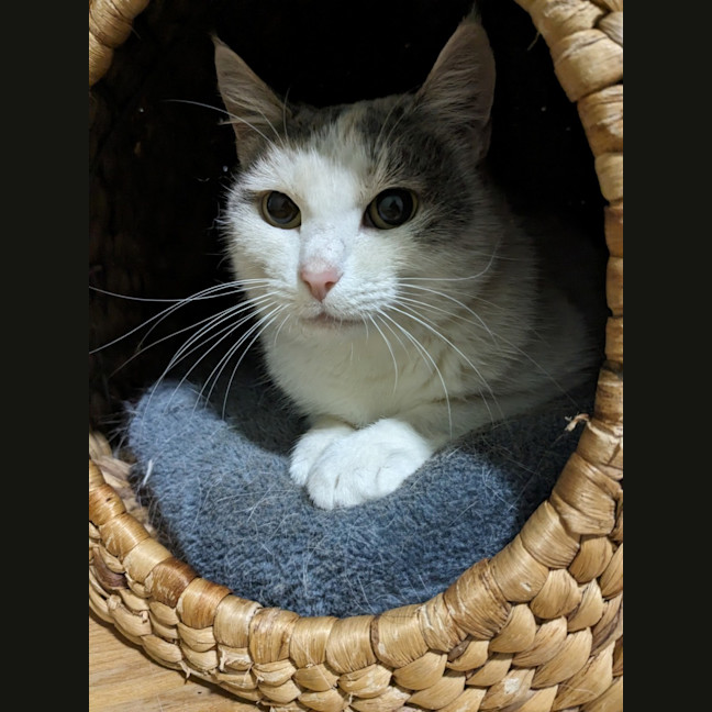 Photo of Princess Peach