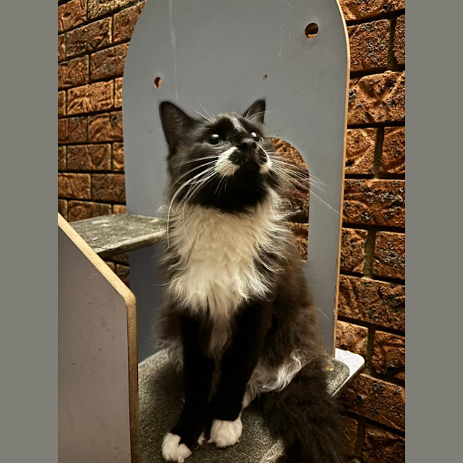 Photo of Bruiser 