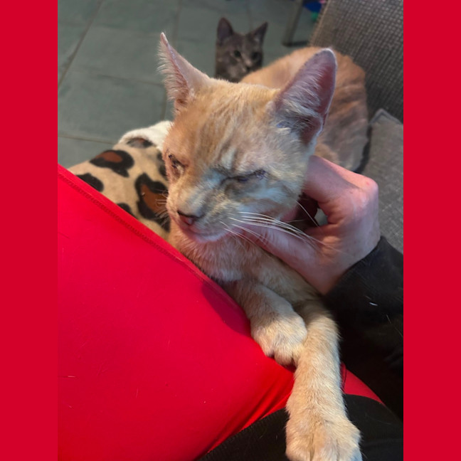 Photo of Tigger 🧡 
