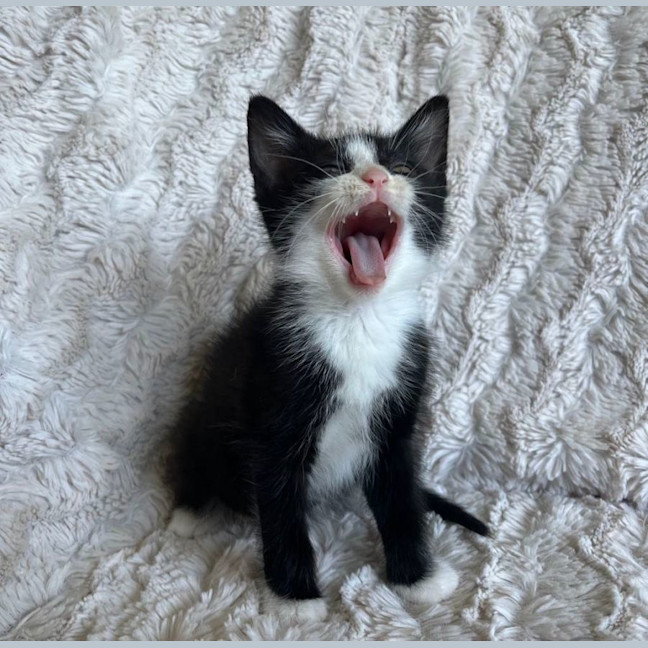 Photo of Pickle