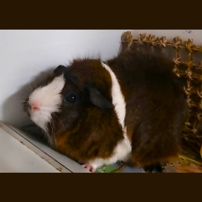 Photo of Dot