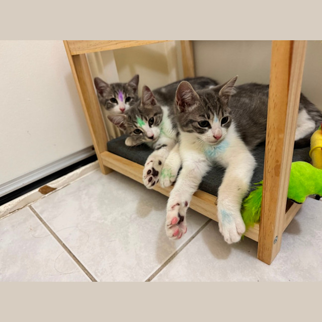 Photo of Dennis, Pablo, Picasso And Henry Ii