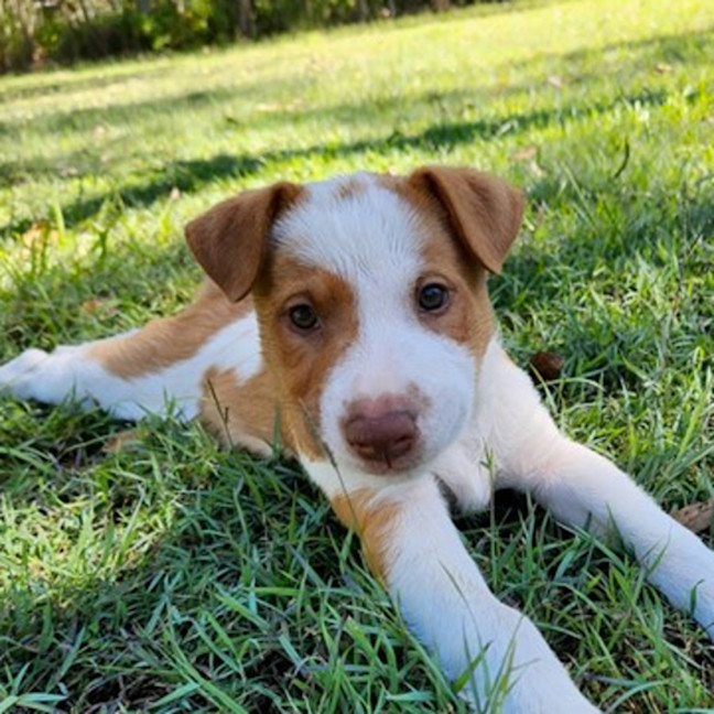 Photo of Drover 