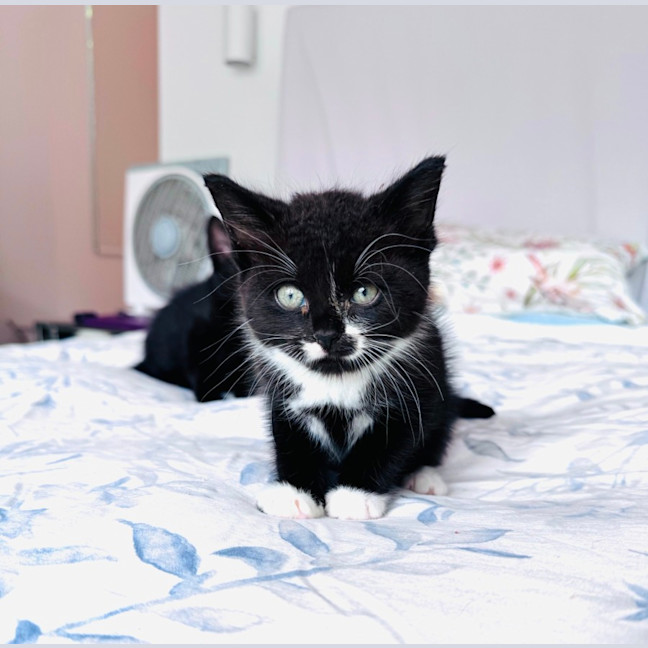 Photo of Ziggy 🖤