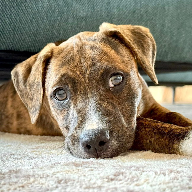 Photo of Cici