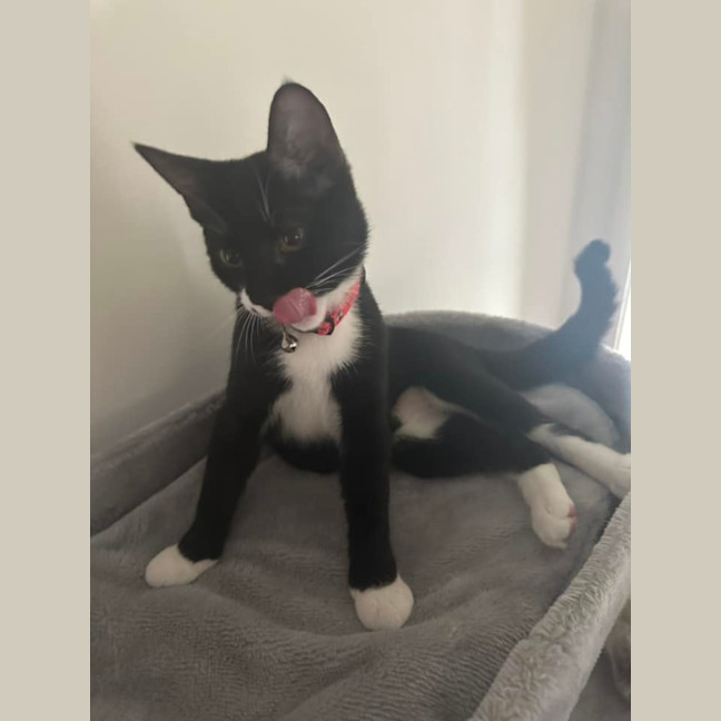 Photo of Coco