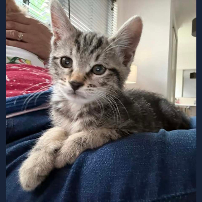 Photo of Embry**2nd Chance Cat Rescue**