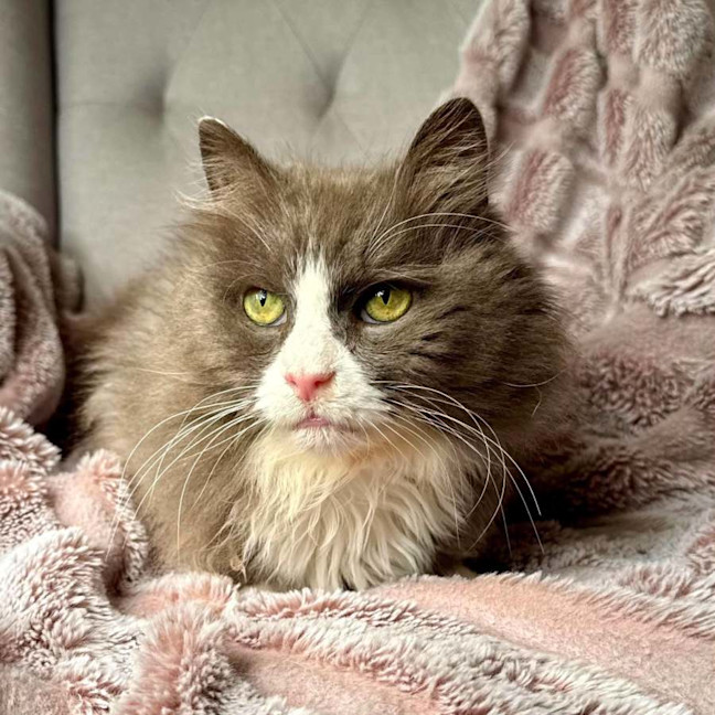 Photo of Jasper   In Foster Care In Templestowe