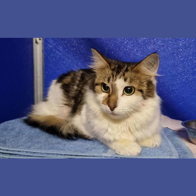 Photo of Willow