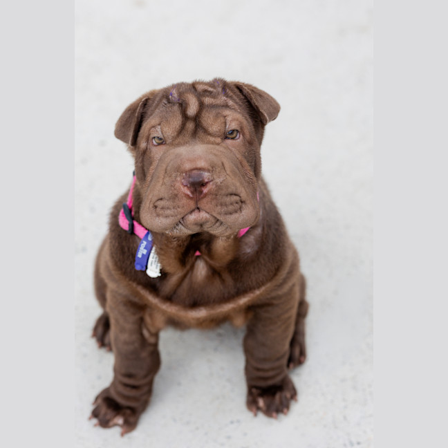 Photo of Coco