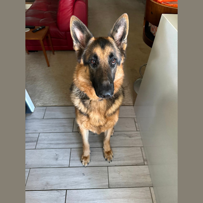 Photo of Bear