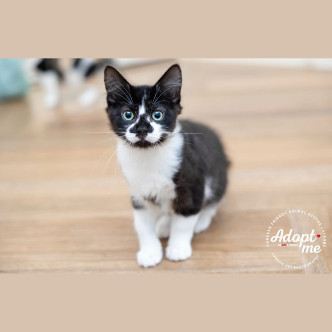 Photo of Smudge