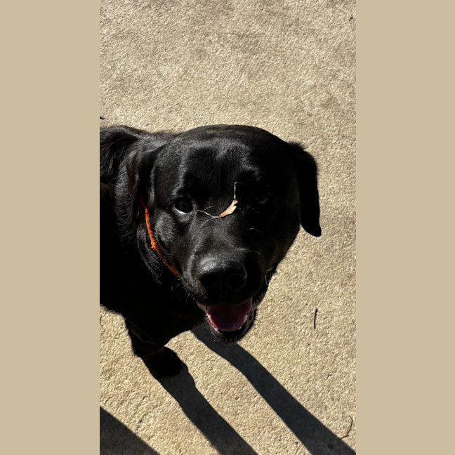Photo of Archie