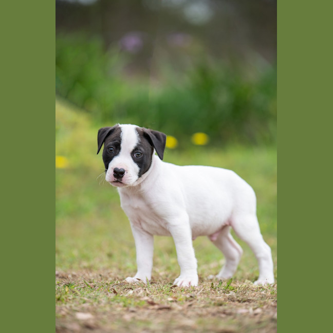 Photo of Loki