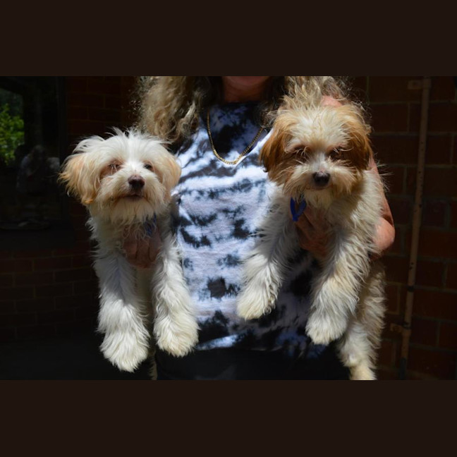 Photo of Barney   6 Month Old Yorkshire X Poodle