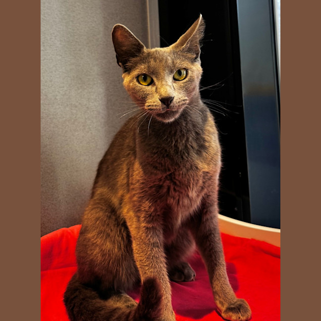 Photo of Miss Honey