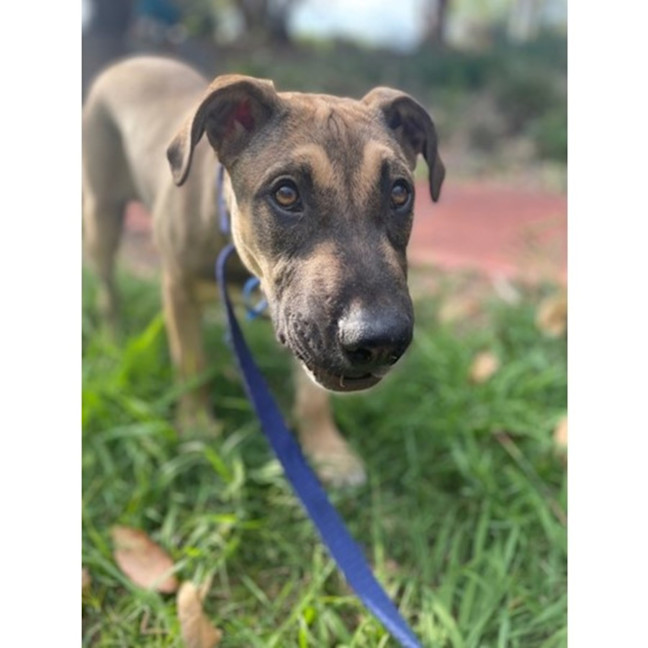 Photo of Joey *$350 Adoption Fee*