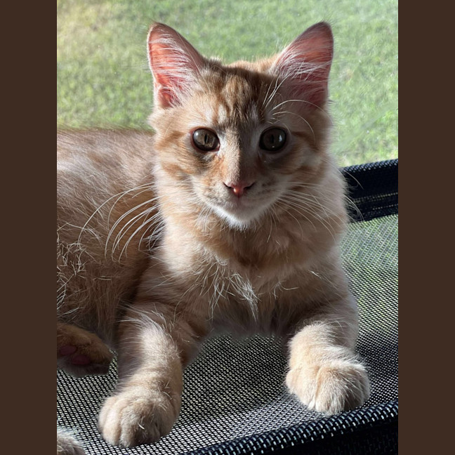 Photo of Huckleberry