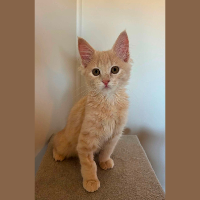 Photo of Ollie 
