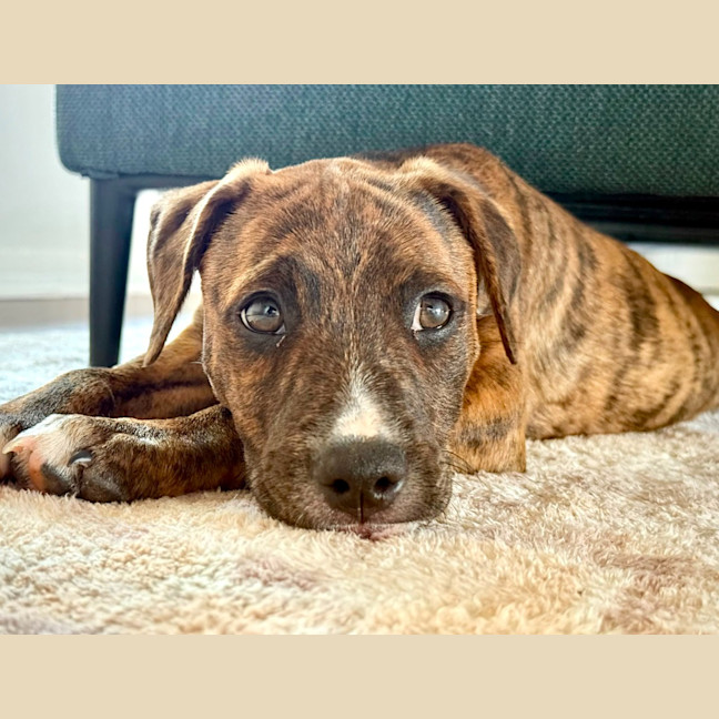 Photo of Cici