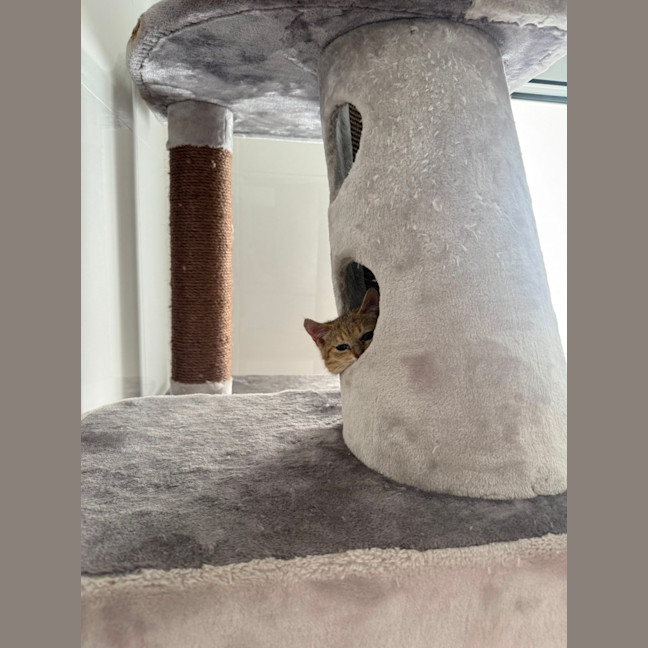 Photo of Kora