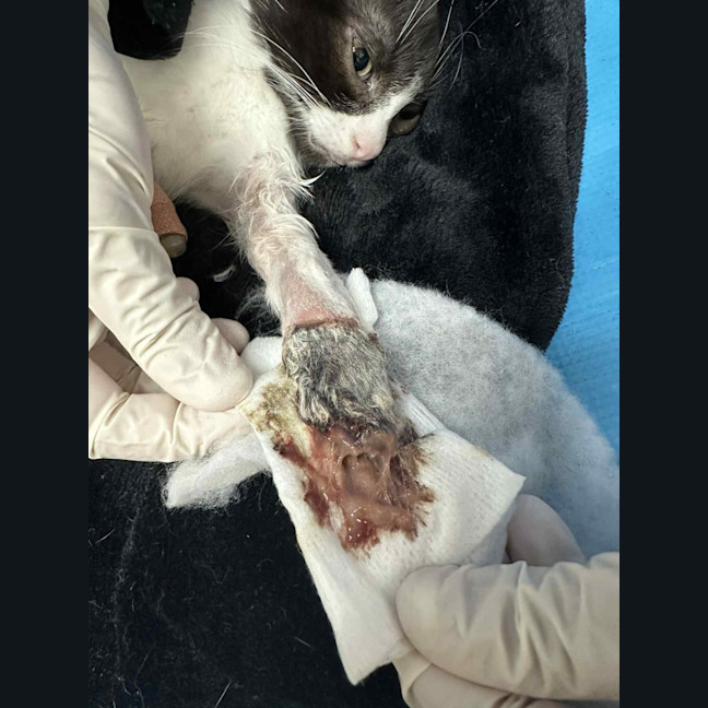 Photo of Tayra The Tiny Tripod Tuxie