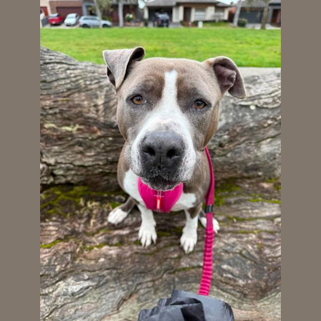 Photo of Tilly "Foster To Adopt"
