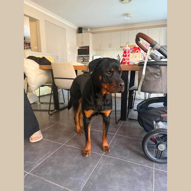 Photo of Nala