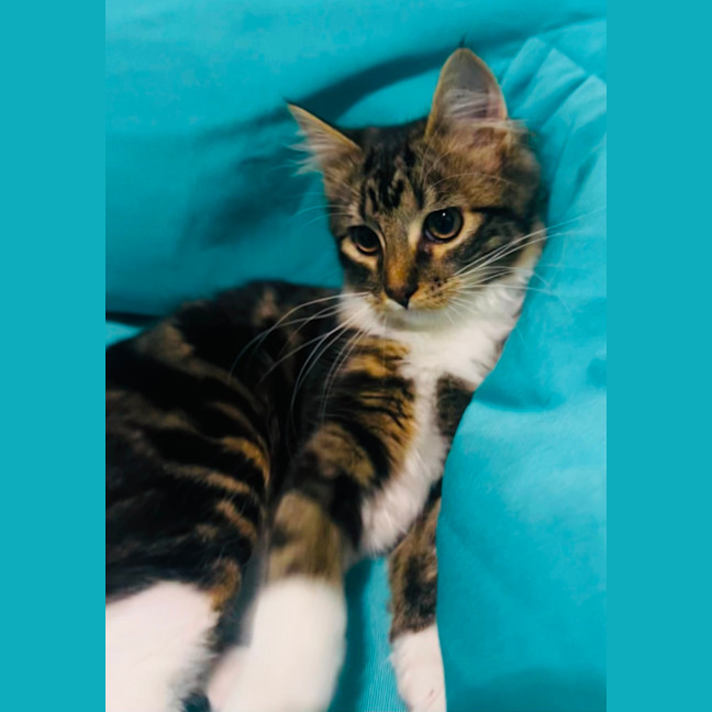 Photo of Morgan   Located In Grantville