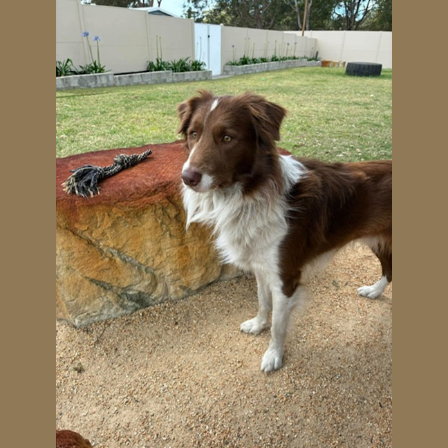 Photo of Jersey   4 Year Old Border Collie
