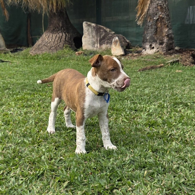 Photo of Pebbles