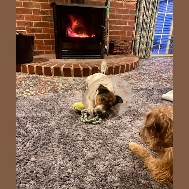Photo of Buddy