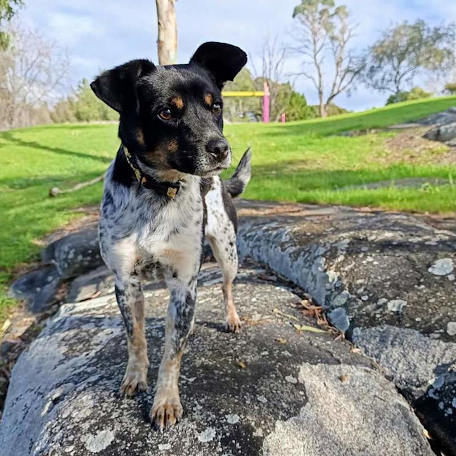 Photo of Pongo