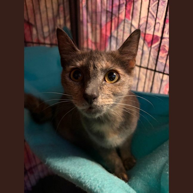 Photo of Mc Muffin
