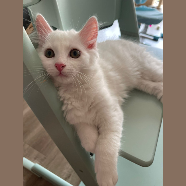 Photo of Rudolf Xenos