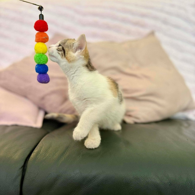 Photo of Lilly   In Foster Care In Croydon