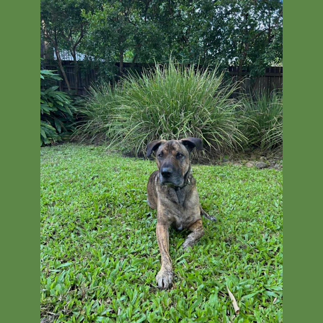 Photo of Toro *$250 Adoption Fee*