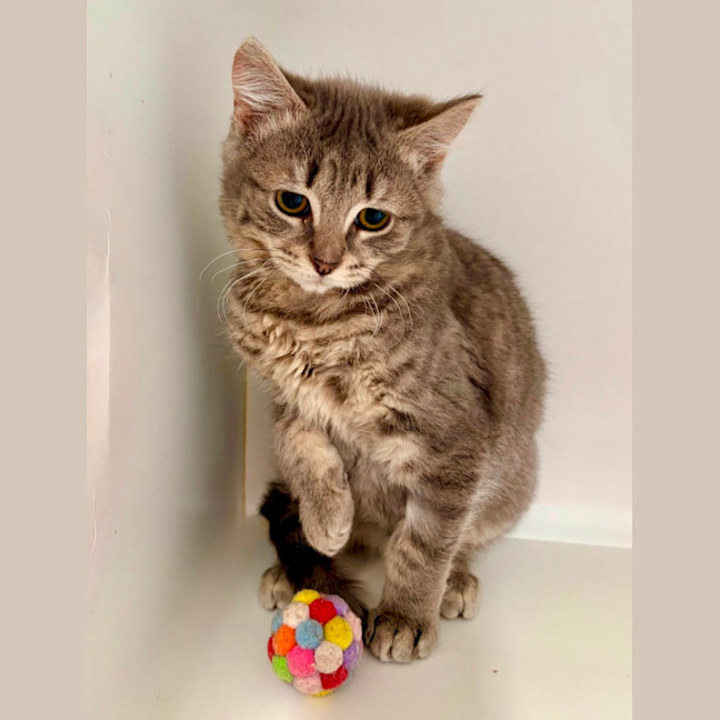 Photo of Artemis