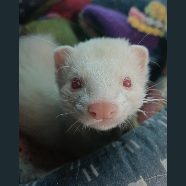Photo of Wesley