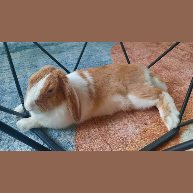 Photo of Ava