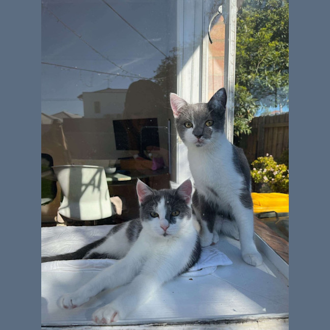 Photo of Chilli & Rambo 