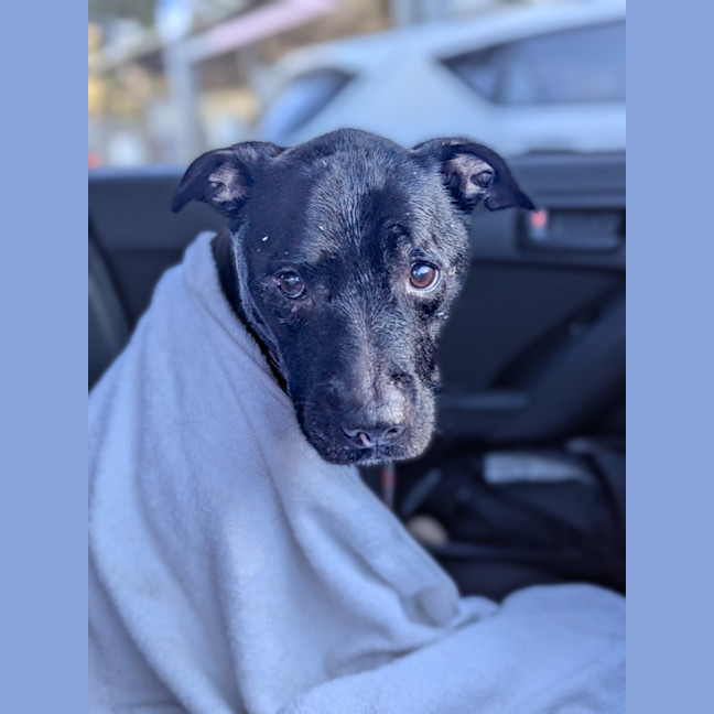 Photo of Polly 