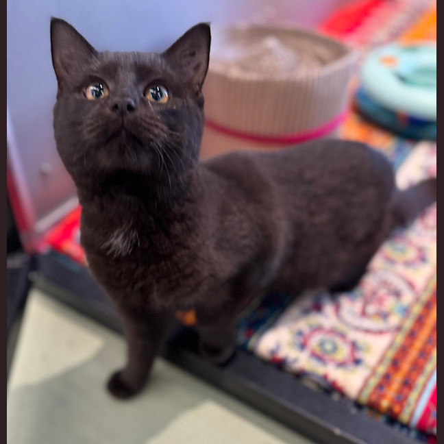 Photo of Shadow