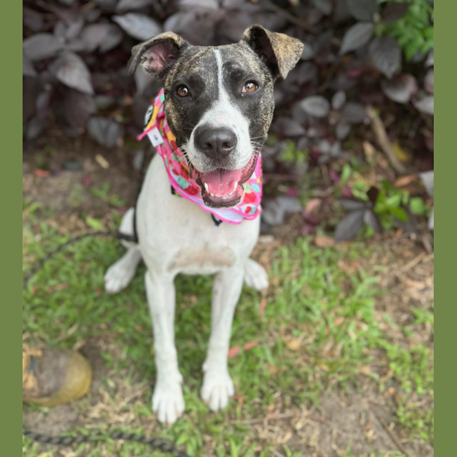 Photo of Tia *$250 Adoption Fee*