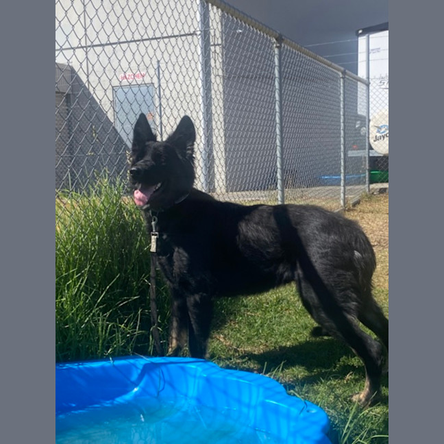 Photo of Mishka (62910)