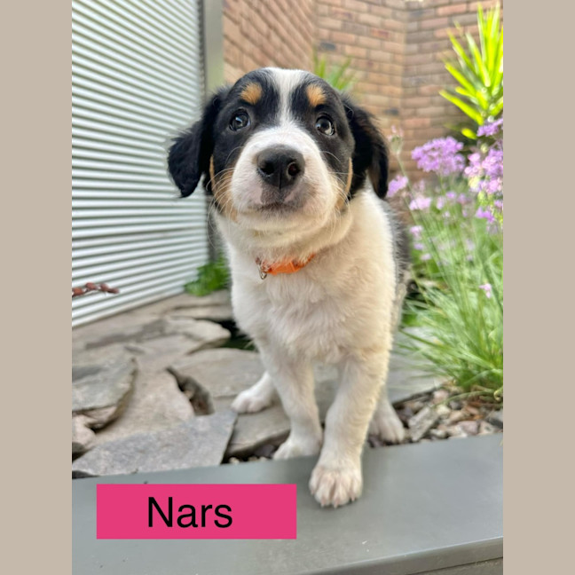 Photo of The Calandras Litter