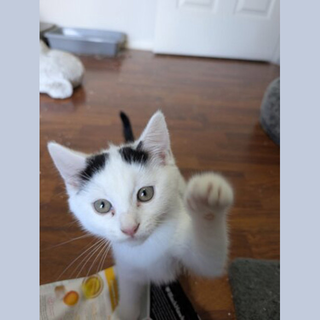 Photo of English Muffin