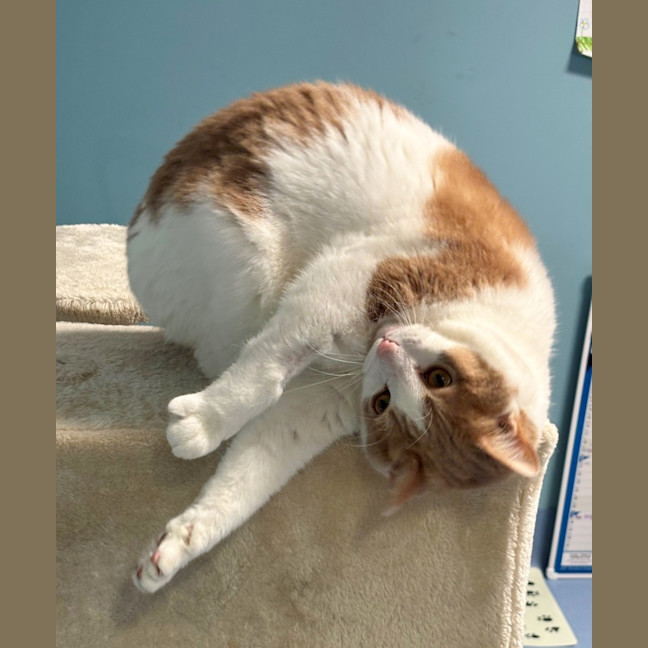 Photo of Lewis Sua013375